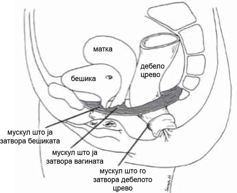 Pelvic Floor