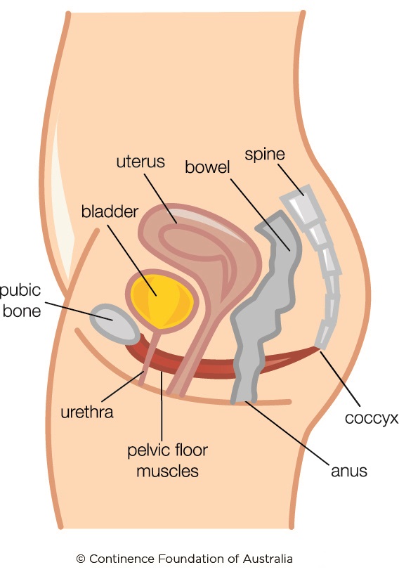 The Hypertonic Pelvic Floor Continence Foundation Of Australia