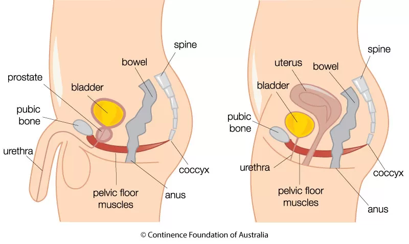 Pelvic Floor Muscles The Facts Continence Foundation of Australia