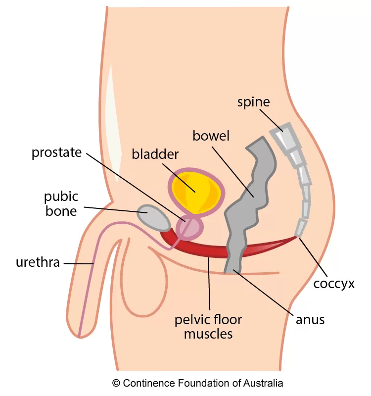 bladder location male